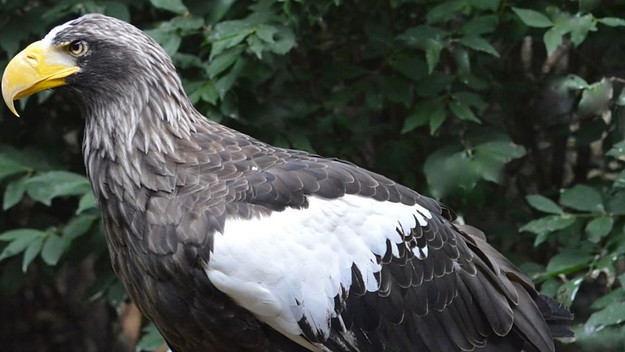This is a photo of Philly eagle.