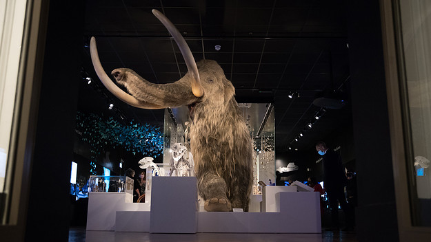 woolly-mammoth