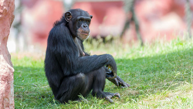 Chimp hanging out in zoo exhibit