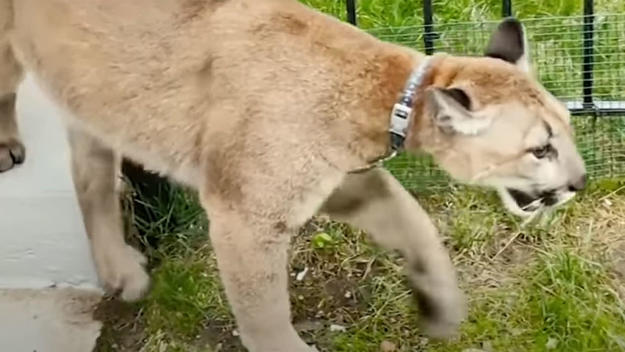 A cougar seized from a New York City apartment