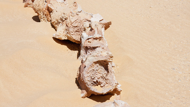 Vertebrae Of A Basilosaurus Isis Whale, Wadi El Rayan, El Fayoum, Egypt.