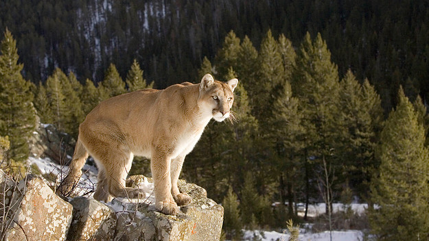 Mountain Lion