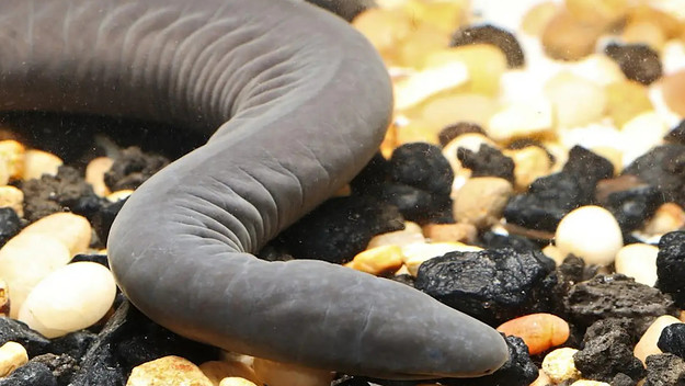 Penis Snake