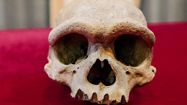 Dragon Man skull