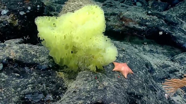 spongebob-patrick