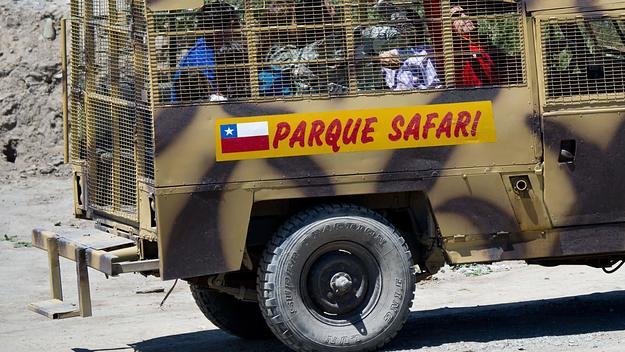 safari