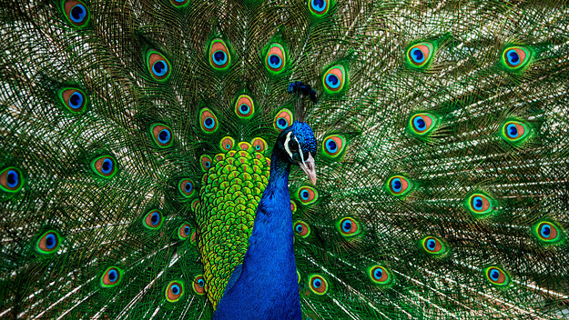 A peacock is pictured at the outdoor museum Skansen in Stockholm, on April 18, 2020.