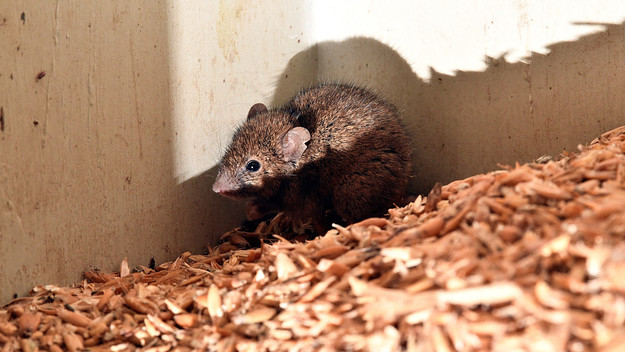 This picture taken on June 1, 2021 shows a mouse feeding on grains in a wheat hold on Col Tink's farmland in the New South Wales' agricultural hub of Dubbo.