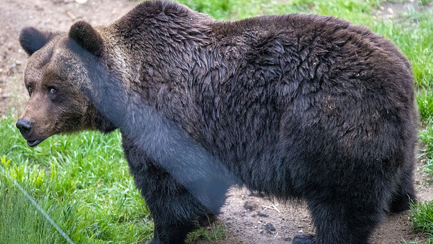Bear in Japan