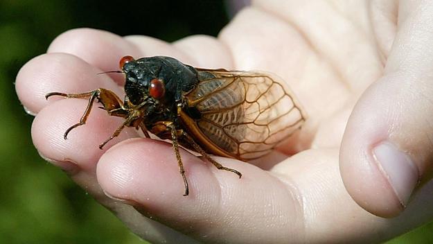 cicada