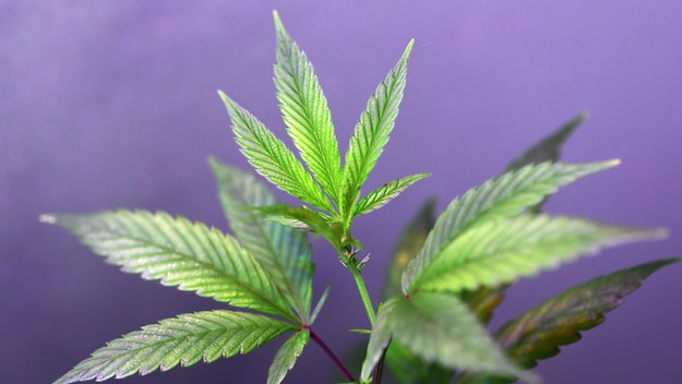 Weed