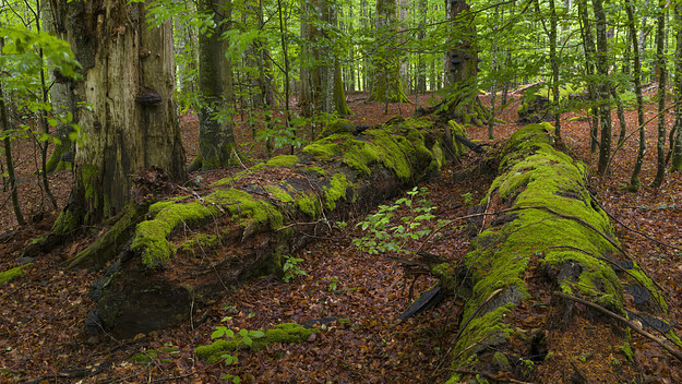 Primeval forest in the National Park Bavarian Forest