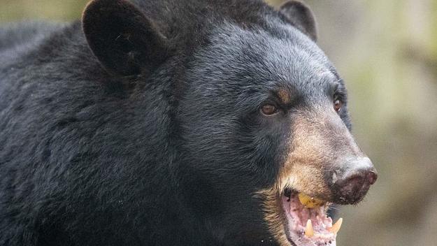 Black Bear