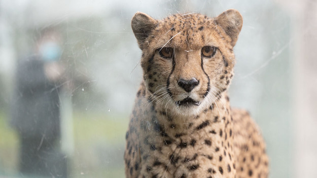 A cheetah can be seen behind a pane of glass in an enclosure