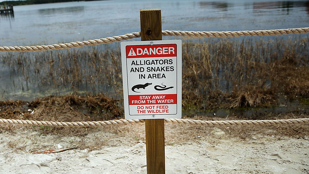 Newly installed signs warn of alligators and snakes