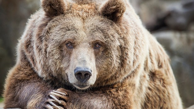 bears
