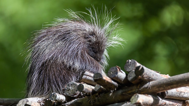 A Baumstachler/ porcupine