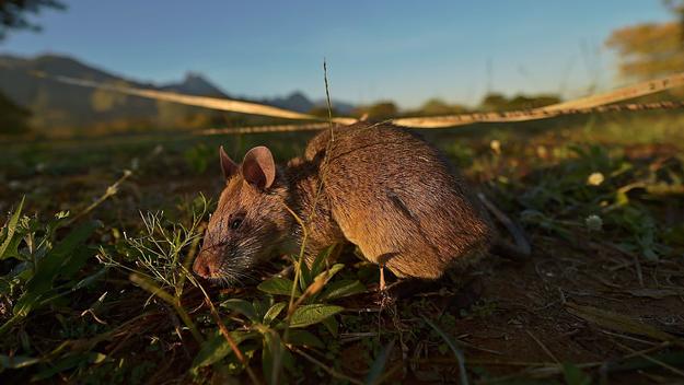 rat award