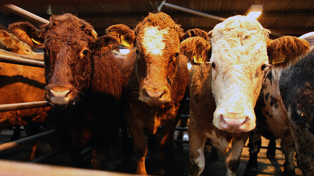 mosquitos cattle