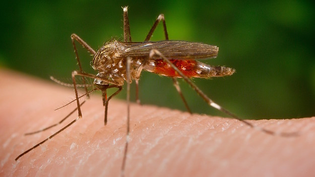 Aedes japonicus (Ochlerotatus japonicus) mosquito feeding on the human host.