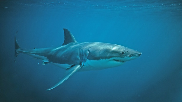 Great white shark