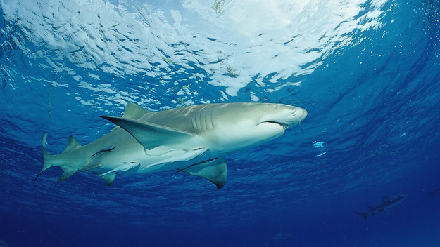 Lemon Shark, Negaprion brevirostris, Bahamas, Grand Bahama Island