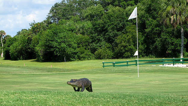 An alligator crosses the putting green at the East Venice golf course in East Venice, Florida.