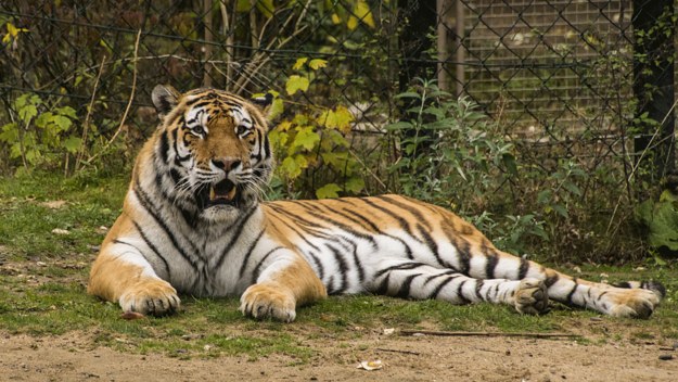 Portrait of tiger on field in zoo.