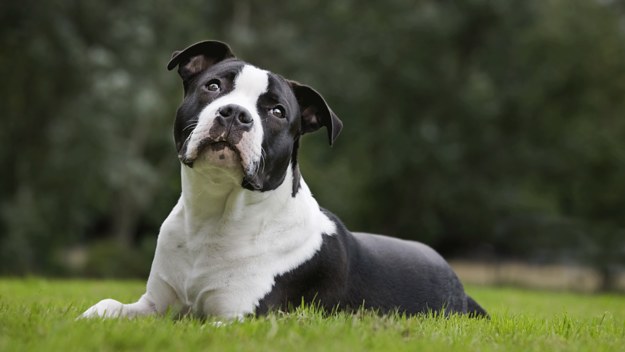 An American Staffordshire Terrier