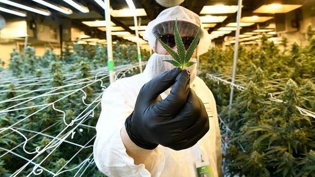 weed