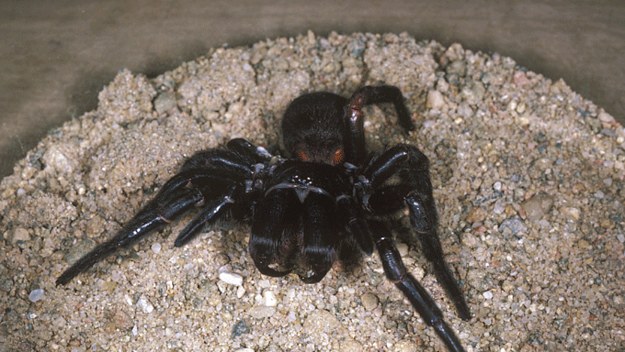 Sydney funnelweb spider, Atrax robustus, captive female used for milking.
