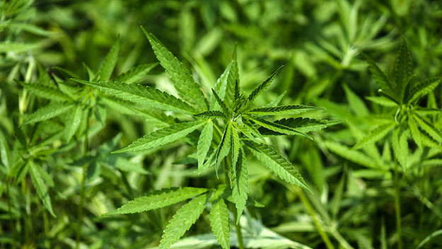 Marijuana