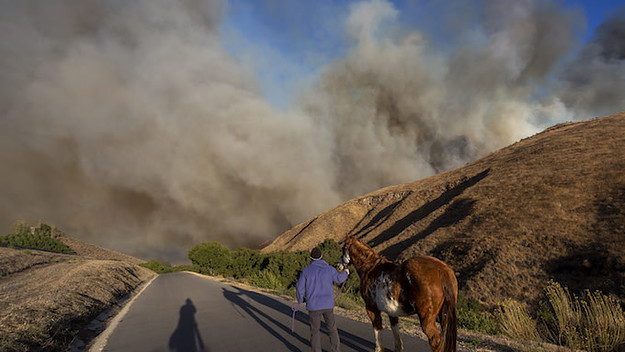 A man evacuates horses as the Easy Fire approaches.