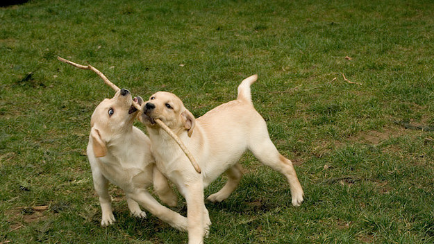 dogs