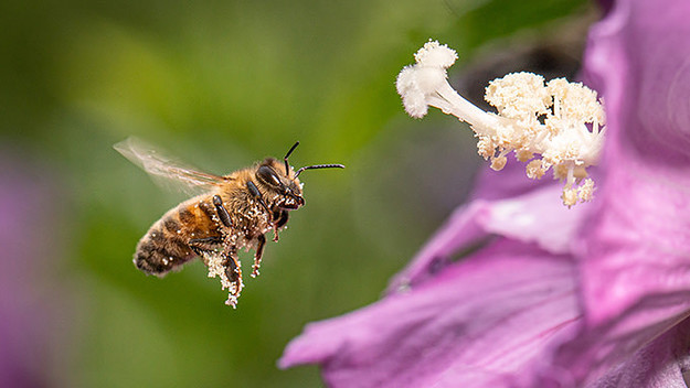 bee
