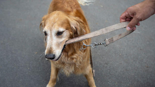 A golden retriever plays tug of war with its leash.