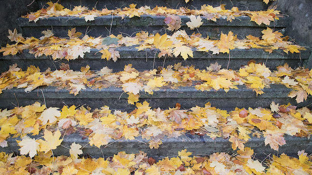 autumn leaves