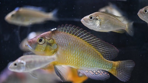 fish