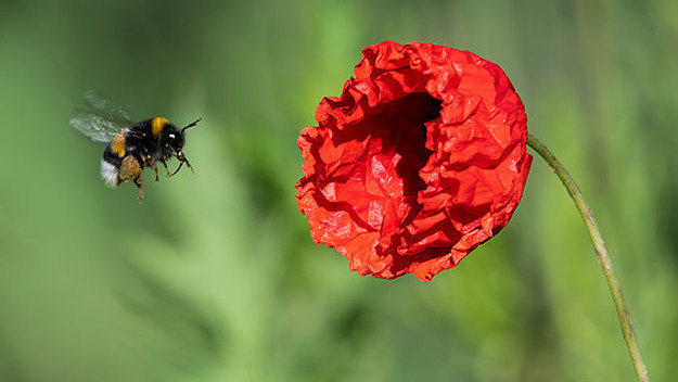 Bees
