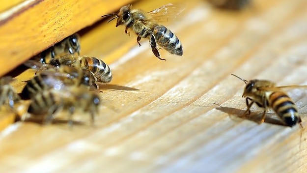 honeybee hive
