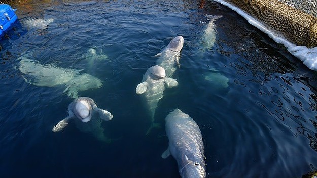 whales