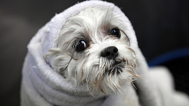 Keeper, a Bichon Frise/Shih tzu mix.