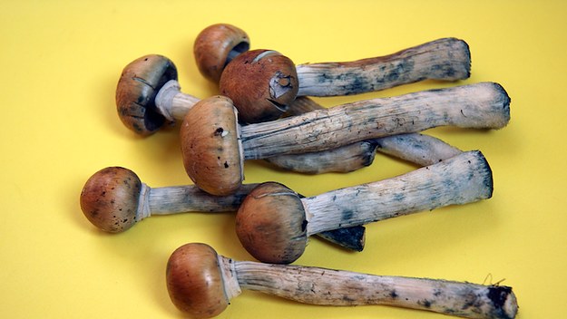 shrooms denver