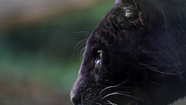 Black Leopard