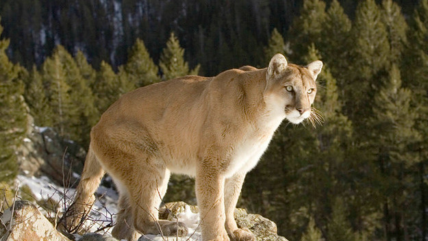 Puma standing on rocky perch North America