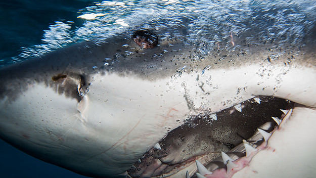 shark