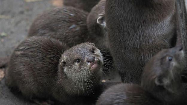 sad otter