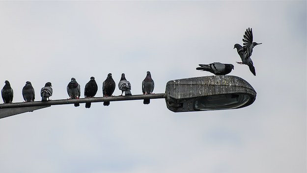 Pigeons