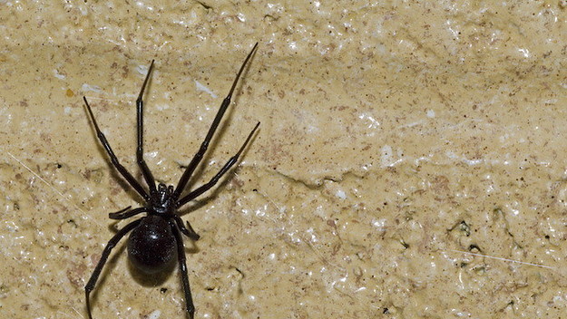 Western black widow spider / western widow.