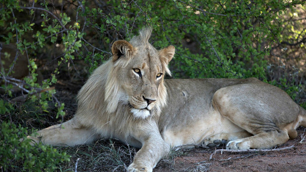 Lion